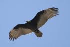 Turkey Vulture by Mick Dryden