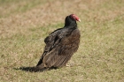 Turkey Vulture by Mick Dryden
