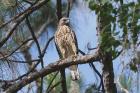 Red-shouldered Hawk by Miranda Collett