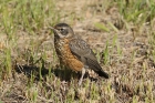 American Robin by Mick Dryden