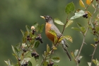 American Robin by Mick Dryden