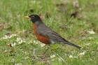 American Robin by Mick Dryden