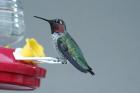 Anna's Hummingbird by Mick Dryden