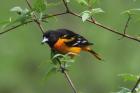 Baltimore Oriole by Mick Dryden
