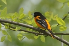 Baltimore Oriole by Mick Dryden