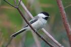 Black-capped Chickadee by Mick Dryden