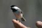 Black capped Chickadee by Mick Dryden