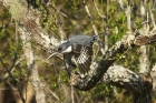 Belted Kingfisher by Mick Dryden