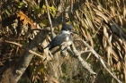 Belted Kingfisher by Mick Dryden