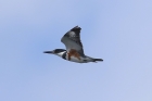 Belted Kingfisher by Mick Dryden Belted Kingfisher by Mick Dryden