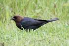 Brown-headed Cowbird by Mick Dryden Brown-headed Cowbird by Mick Dryden