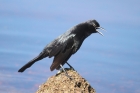 Boat-tailed Grackle by Mick Dryden Boat-tailed Grackle by Mick Dryden