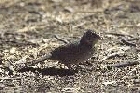 Canyon Towhee by Mick Dryden