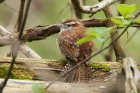 Carolina Wren by Mick Dryden