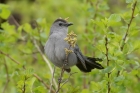 Gray Catbird by Mick Dryden