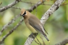 Cedar Waxwing by Mick Dryden Cedar Waxwing by Mick Dryden