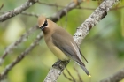 Cedar Waxwing by Mick Dryden