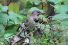 Northern Flicker by Mick Dryden