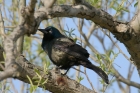 Common Grackle by Mick Dryden