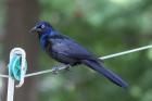 Common Grackle by Mick Dryden