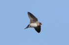 Cliff Swallow by Mick Dryden