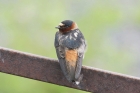 Cliff Swallow by Mick Dryden Cliff Swallow by Mick Dryden