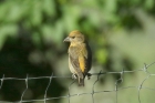 Crossbill by Mick Dryden