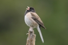 Dark-eyed Junco by Mick Dryden