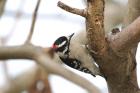 Downy Woodpecker by Miranda Collett