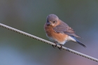 Eastern Bluebird by Miranda Collett