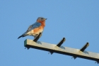 Eastern Bluebird by Mick Dryden