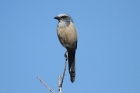 Florida Scrub Jay by Mick Dryden Florida Scrub Jay by Mick Dryden