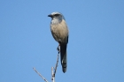 Florida Scrub Jay by Mick Dryden