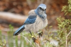 Florida Scrub Jay by Mick Dryden Florida Scrub Jay by Mick Dryden