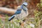 Florida Scrub Jay by Mick Dryden