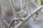 Golden-crowned Kinglet by Mick Dryden