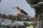 Hairy Woodpecker by Mick Dryden
