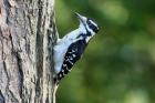 Hairy Woodpecker by Mick Dryden