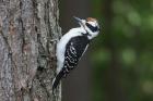 Hairy Woodpecker by Mick Dryden Hairy Woodpecker by Mick Dryden