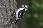 Hairy Woodpecker by Mick Dryden