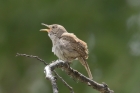House Wren by Mick Dryden House Wren by Mick Dryden