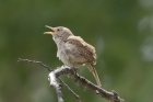 House Wren by Mick Dryden