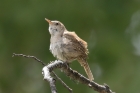 House Wren by Mick Dryden