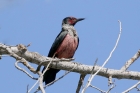 Lewis's Woodpecker by Mick Dryden