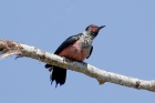 Lewis's Woodpecker by Mick Dryden