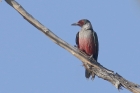 Lewis's Woodpecker by Mick Dryden