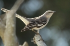 Northern Mockingbird by Mick Dryden