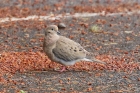 Mourning Dove by Mick Dryden