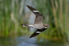 Common Nighthawk by Mick Dryden