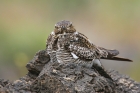 Common Nighthawk by Mick Dryden Common Nighthawk by Mick Dryden
